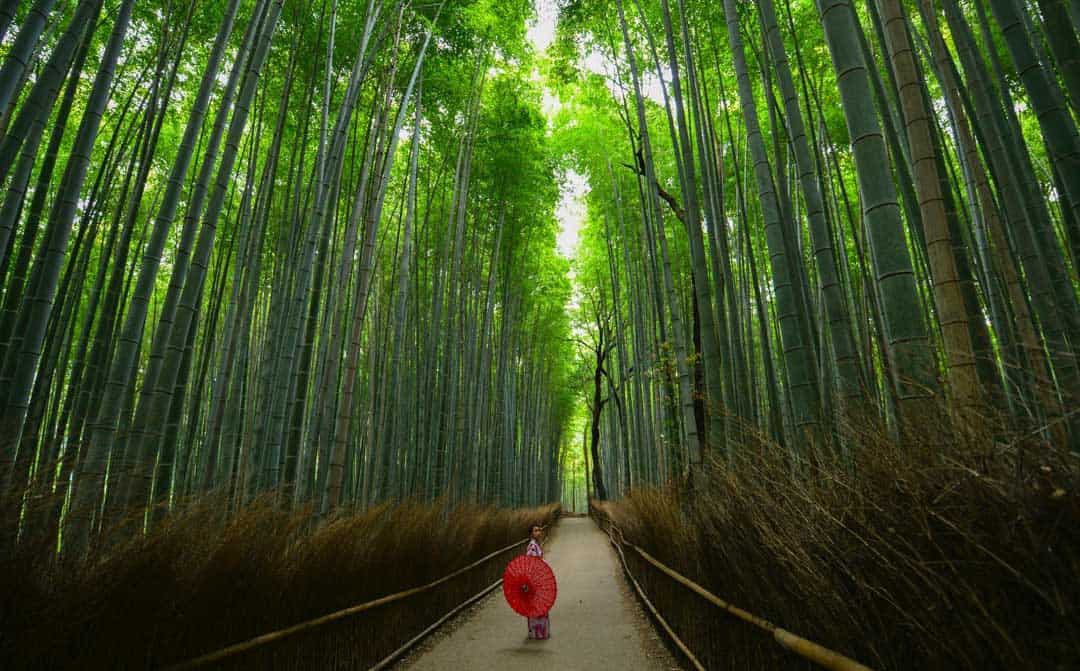 Things To Do In Kyoto, Japan, Forest, Geisha