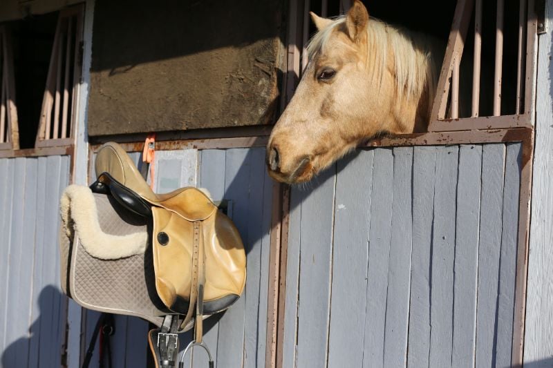 Morgan Horse