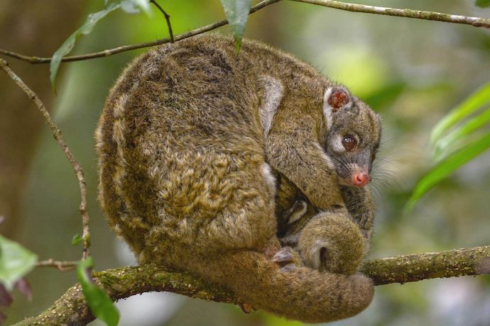 Green Ringtail Possum in Daintree Rainforest, Australia