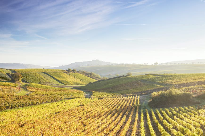 The vineyards of Sancerre during autumn in the Loire Valley, France.