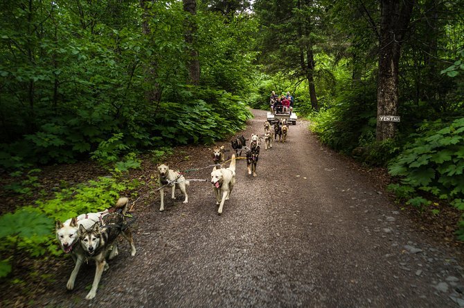 Wilderness Dog Sled Ride and Tour in Seward