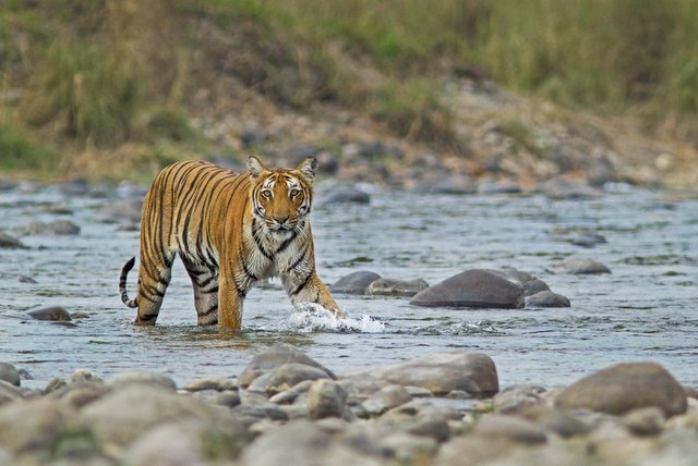 Bengal Tiger crossing a stream in Jim Corbett National Park