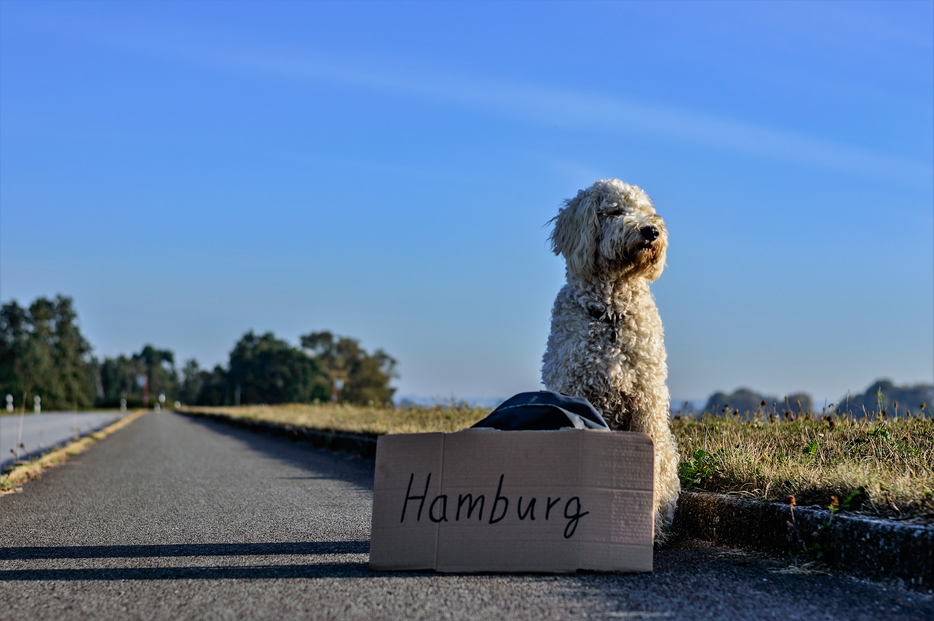 A dog hitchhiking to Hamburg (photo: Daniel Brachlow)