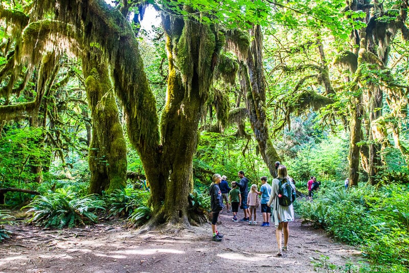 A group of people in a forest