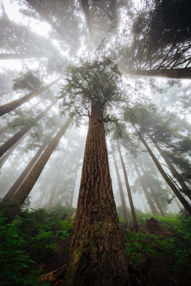 Redwood National Park Tall trees