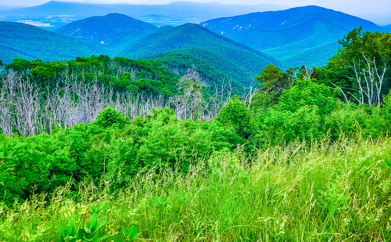 rolling tree covered mountains