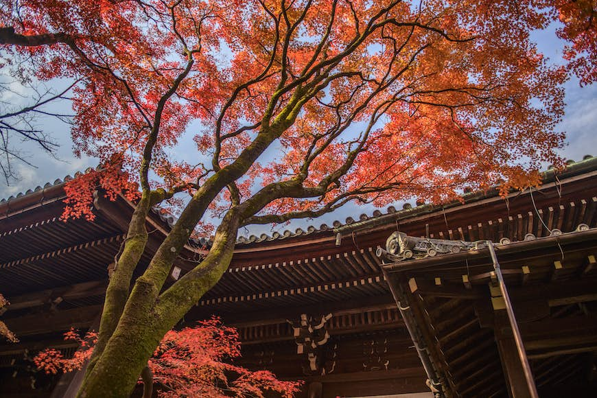 Maple tree with red leaves during autumn at Shinnyo-do Temple in Nara, Japan