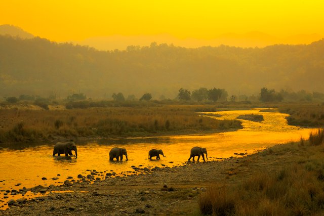 Wild Elephants crossing a stream in Jim Corbett National Park at sunrise