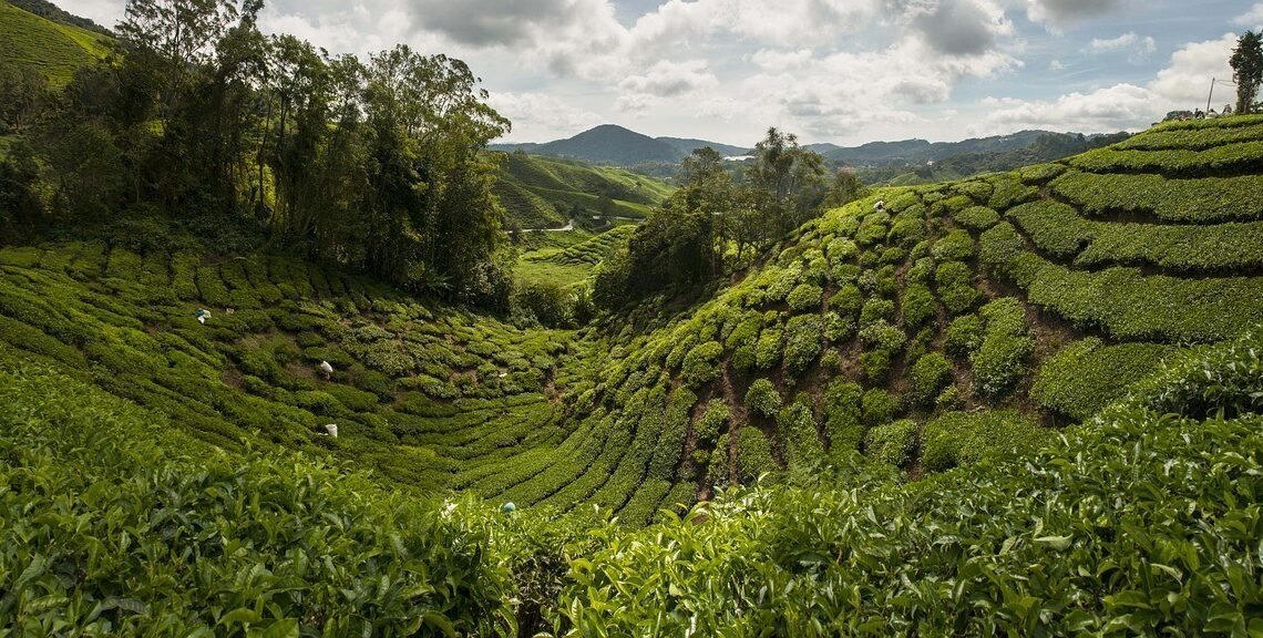 Cameron Highlands, Malaysia Itinerary Two Weeks
