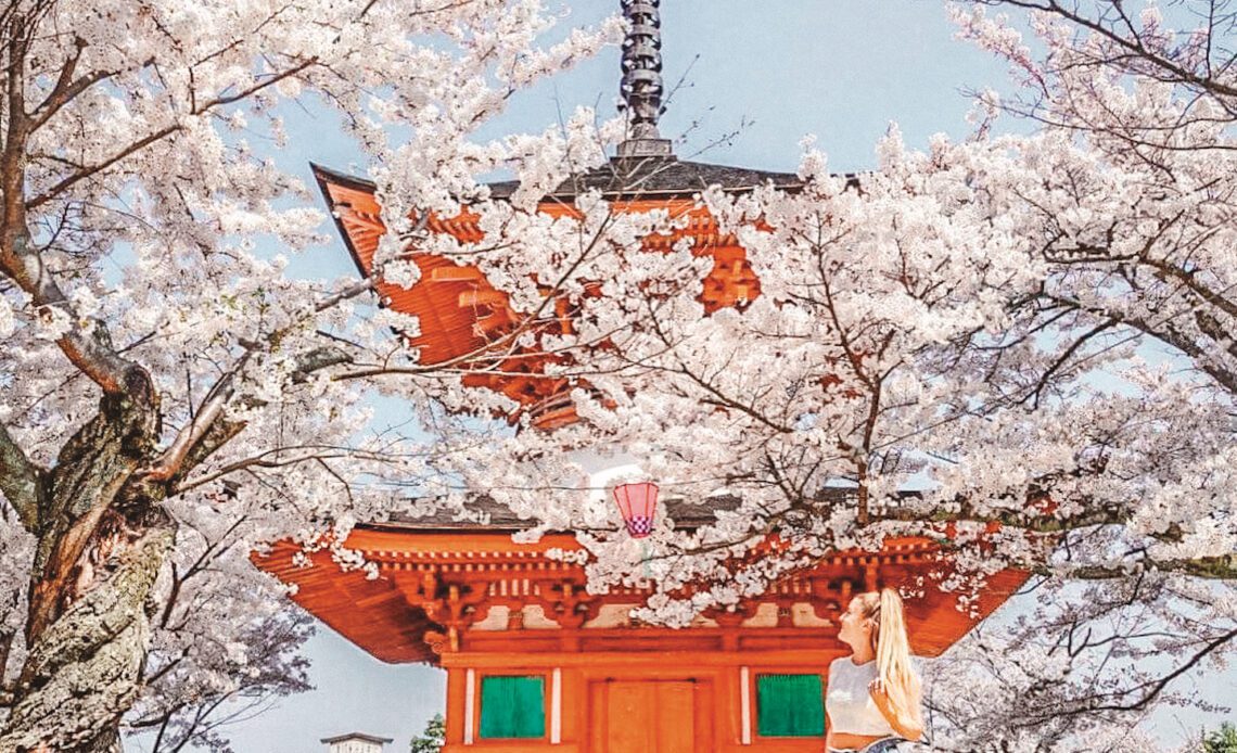 The ultimate guide to the Japanese cherry blossoms