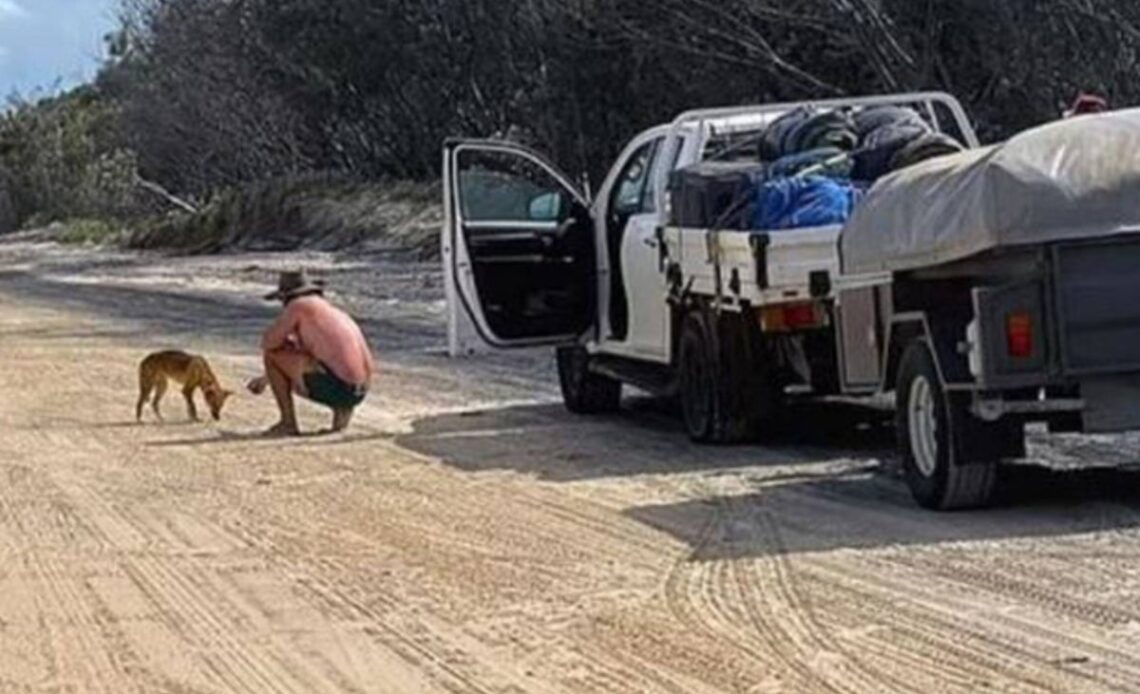 Tourist fined over £1,000 for ‘brazenly’ feeding dingo biscuits