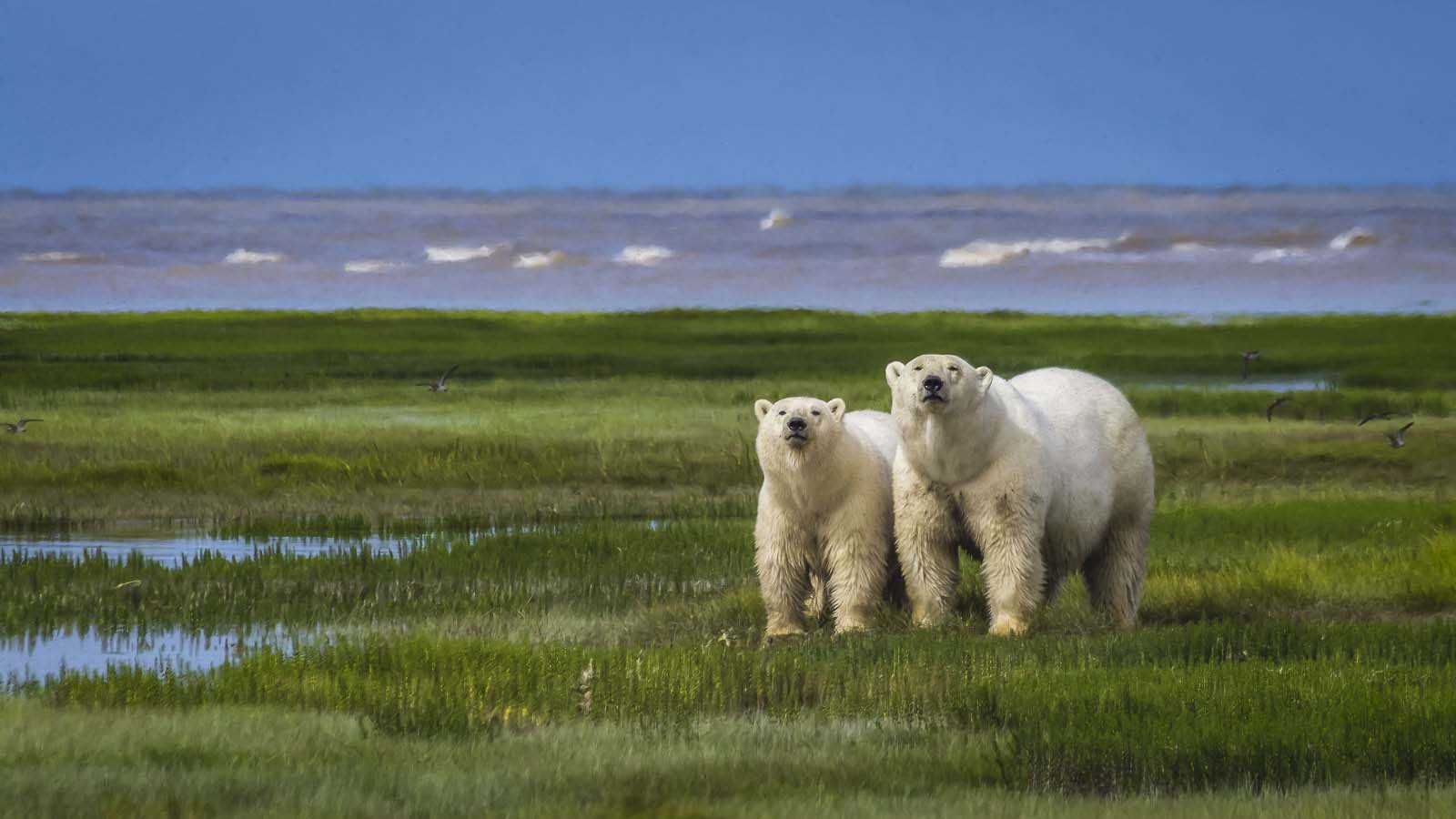 things to do in canada walk with polar bears