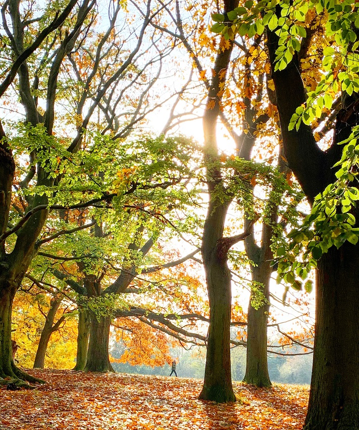 Walking on a leaves carpet between the trees, beautiful autumn walks in London