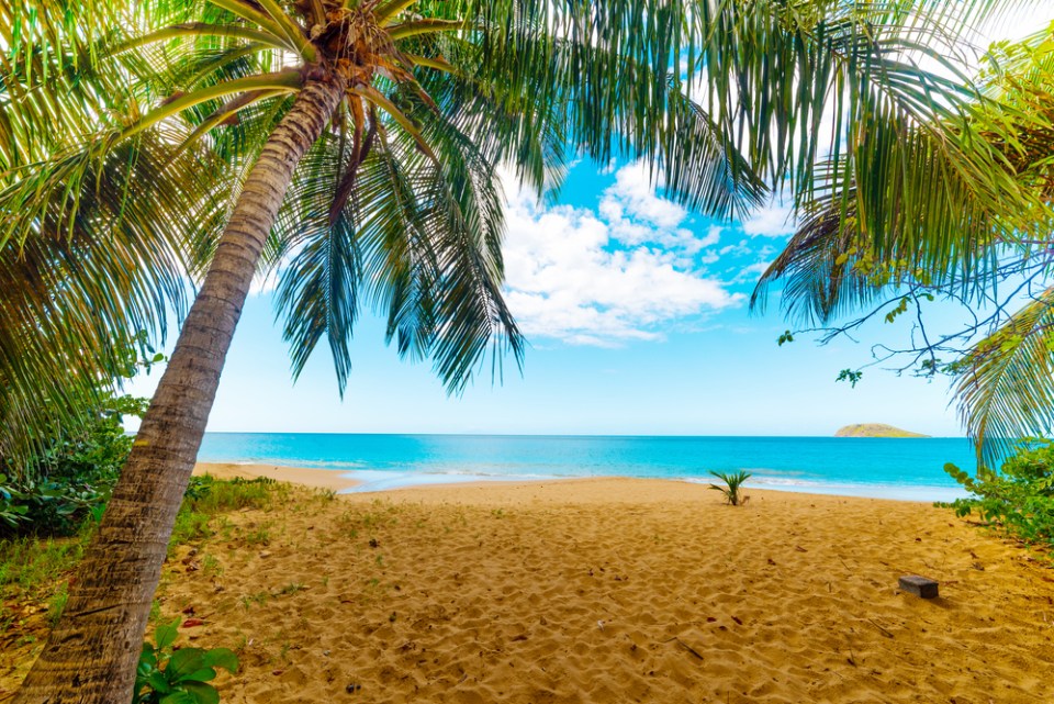 Palm trees in La Perle beach in Guadeloupe