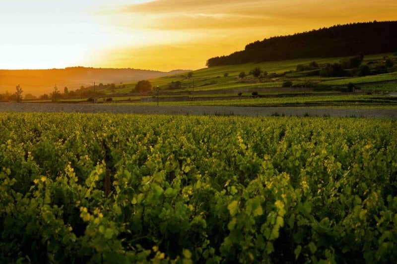 Beaune Wine Tasting at Chateau de Pommard