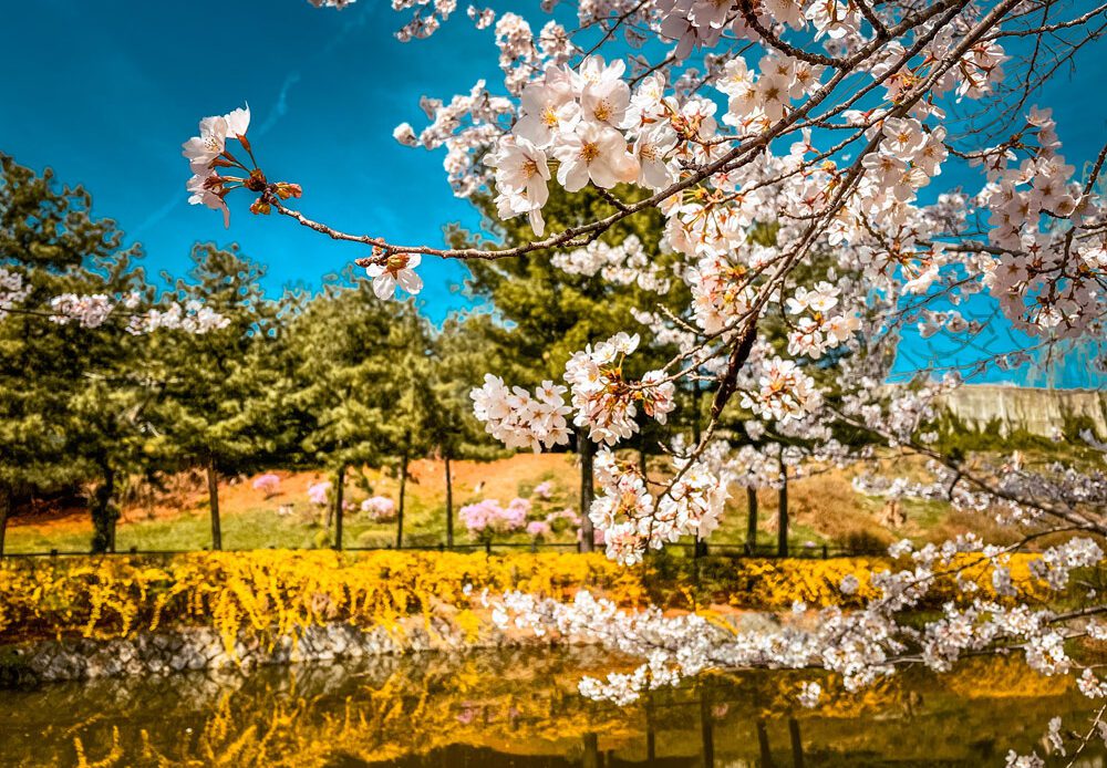 Spring in Korea - Cherry Blossoms in Yongsan Park