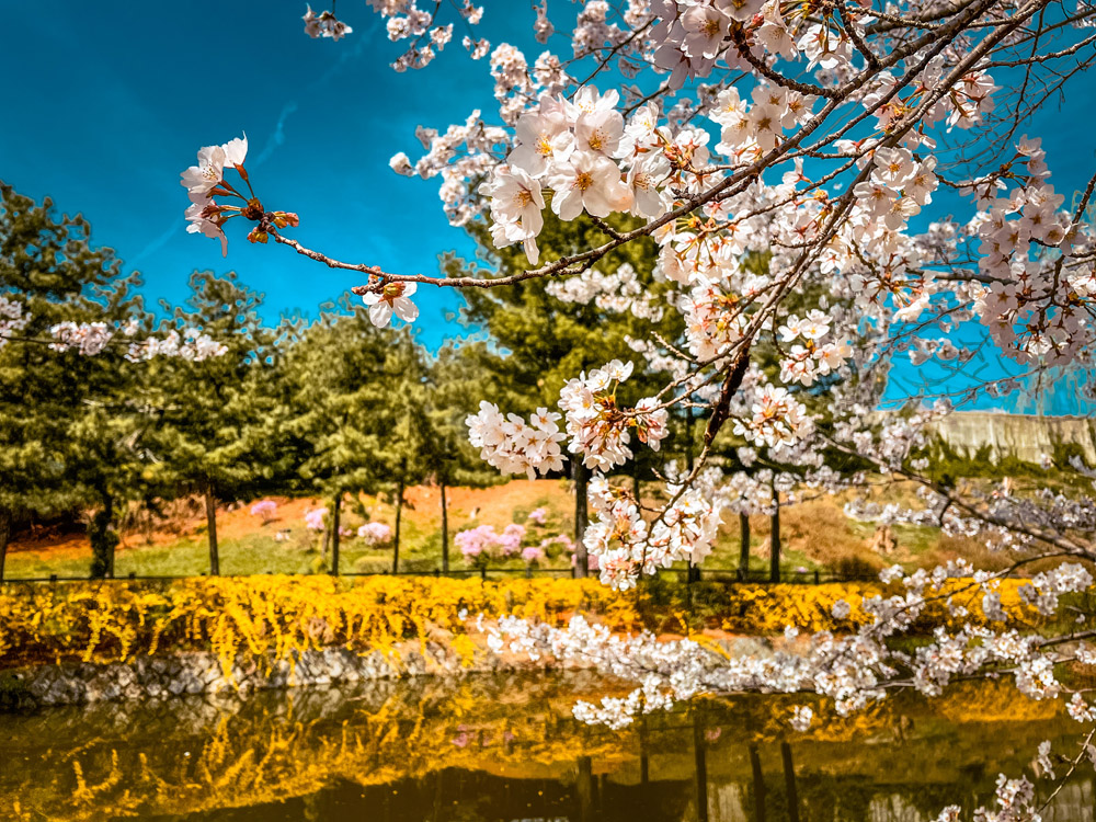 Spring in Korea - Cherry Blossoms in Yongsan Park