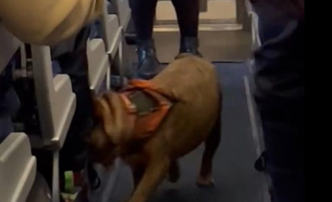 French bulldog escapes travel crate and frolics around plane cabin after owner falls asleep