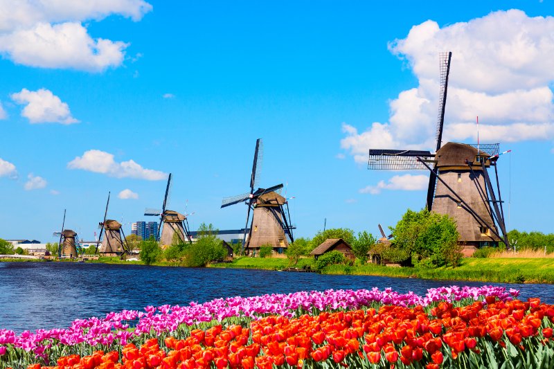 Tulips with Dutch Windmills at Kinderdijk, Netherlands