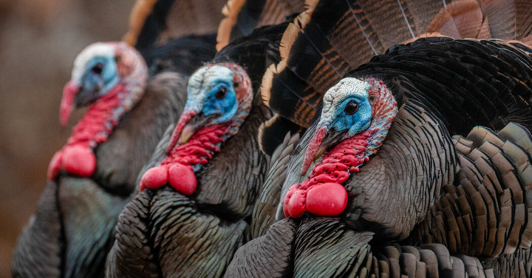 How Wild Turkeys Find Love