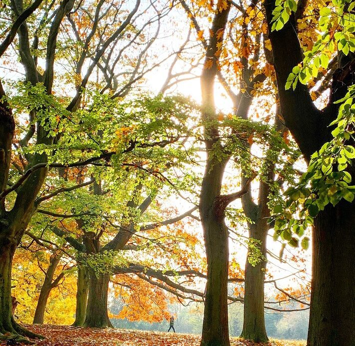 Walking on a leaves carpet between the trees, beautiful autumn walks in London