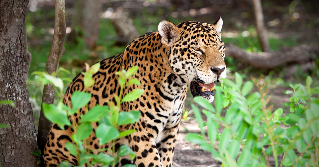 The Return of the Jaguar in the Yucatán Peninsula