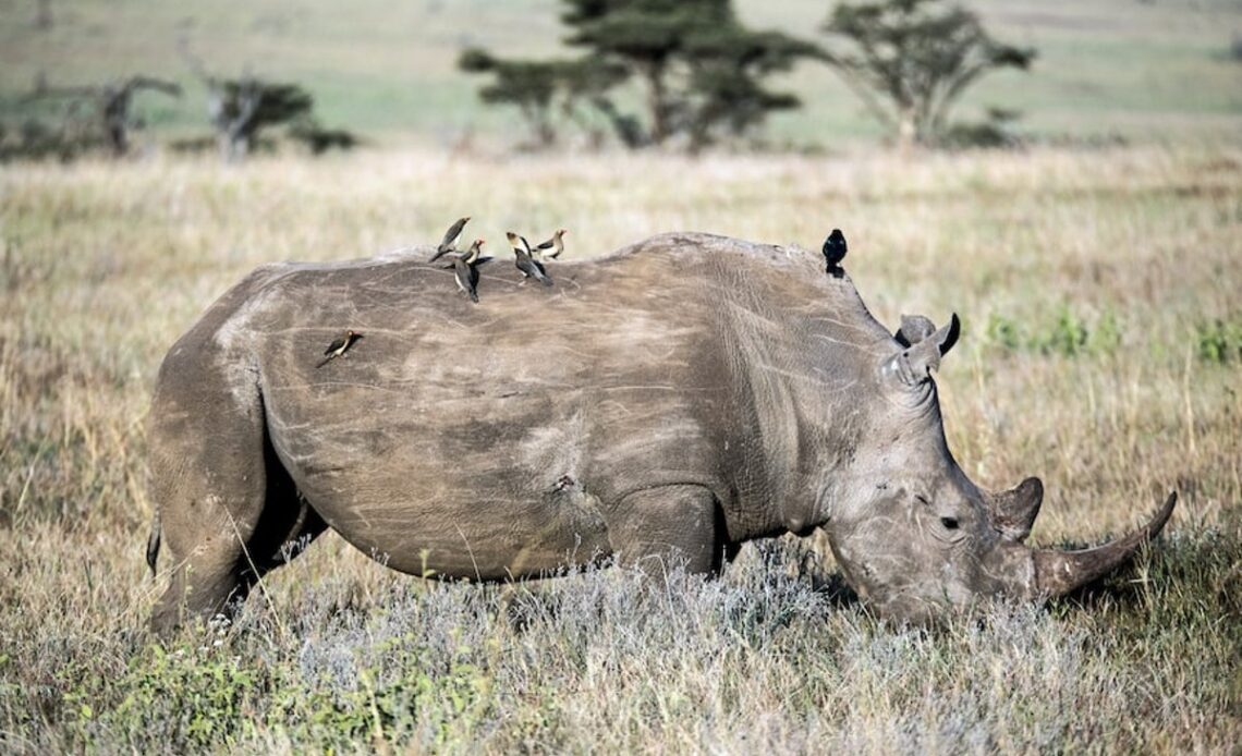 Was a rhino killed in Botswana’s Khama Rhino Sanctuary?