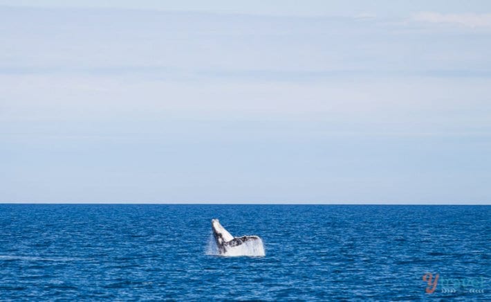 Whale watching in Hervey Bay, Queensland, Australia