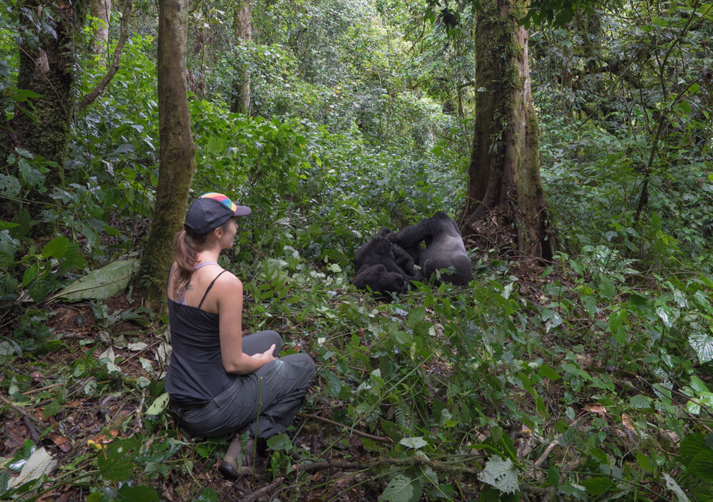 gorilla trekking uganda where to go in january