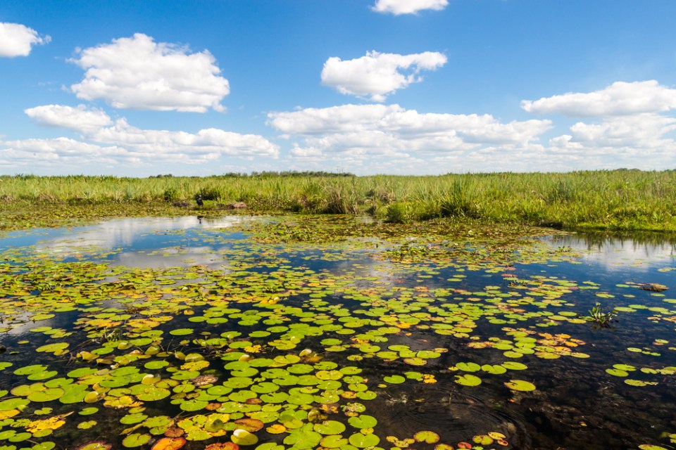 Wetlands in Nature Reserve Esteros del Iber