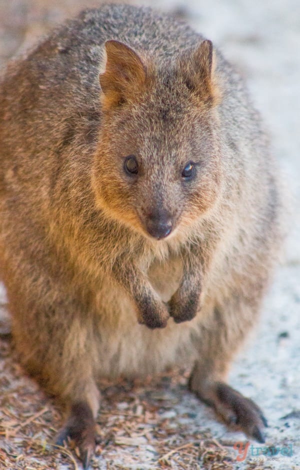 close up of  a quokka