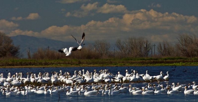 Merced National Wildlife Refuge