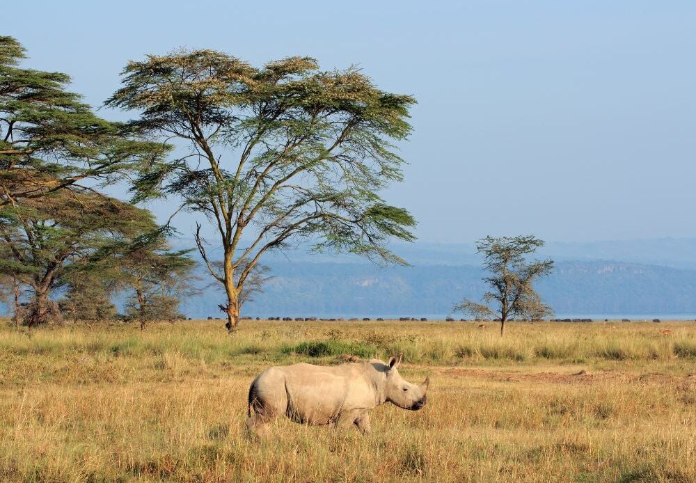 A white rhinoceros in open grassland in Lake Nakuru National Park, Kenya.