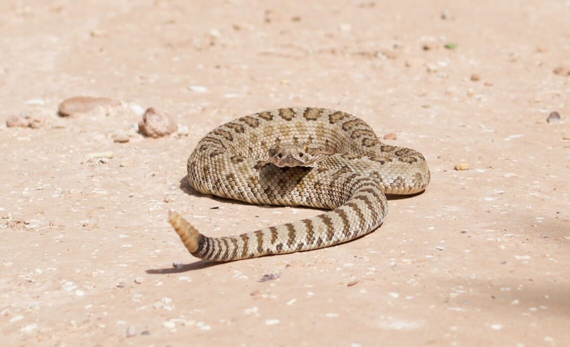 Juvenile rattlesnake in Cannonville, Utah, where reptile lovers have lots of species to look for (photo: Cy Lindberg / Unsplash)