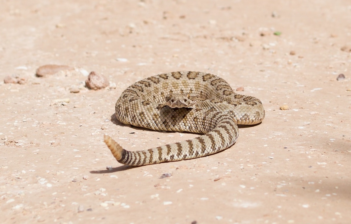 Juvenile rattlesnake in Cannonville, Utah, where reptile lovers have lots of species to look for (photo: Cy Lindberg / Unsplash)