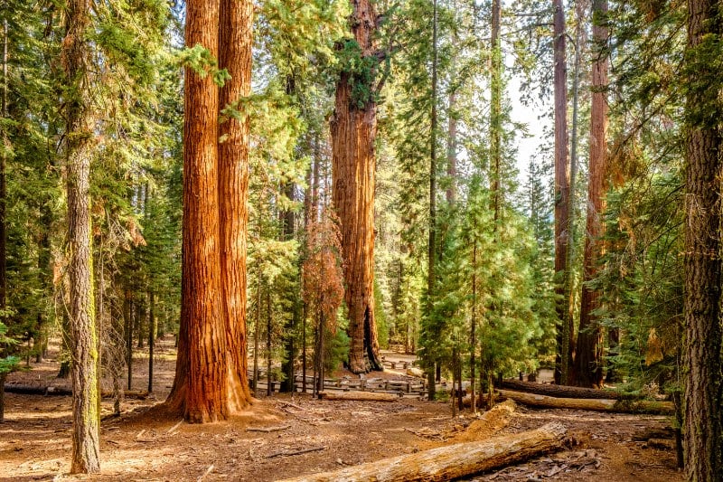 Sequoia National Park Scenery