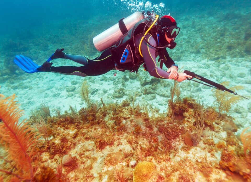 Scuba Diver with Spear Gun near Coral Bottom