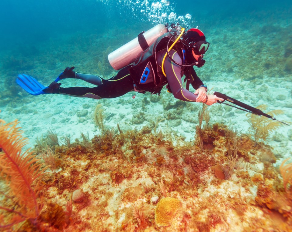 Scuba Diver with Spear Gun near Coral Bottom