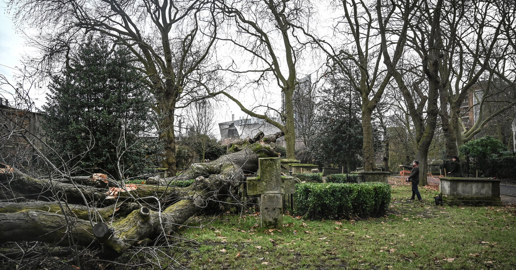 The Hardy Tree, a Beloved Fixture of a London Cemetery, Topples Over