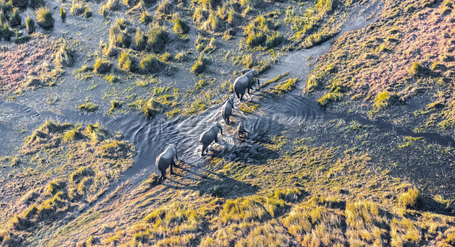 Top Safari Experiences In Okavango Delta