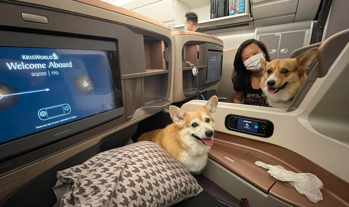 Two corgis get to fly business class