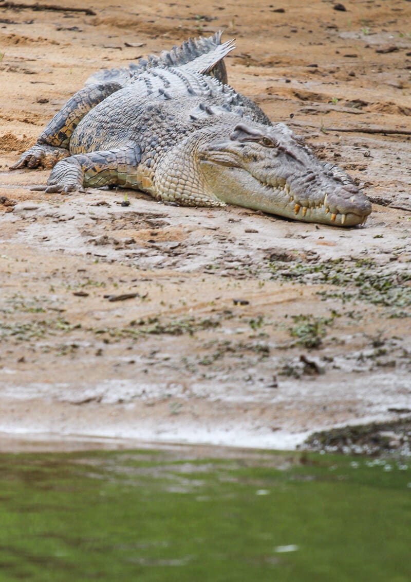 crocodile on banks of river