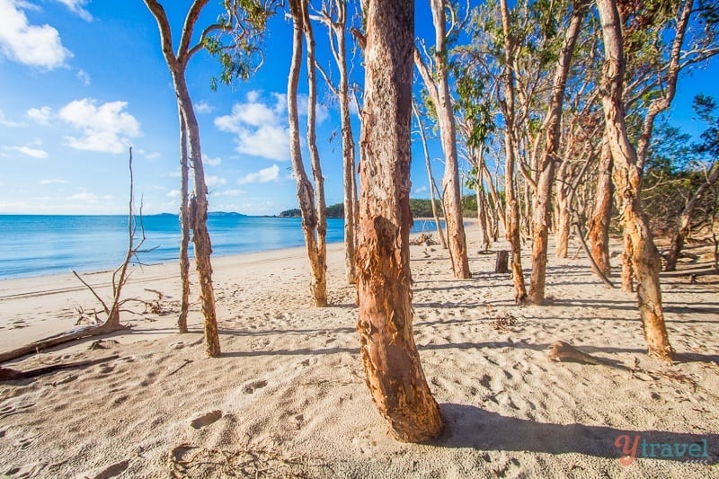 A group of gum trees on a beach