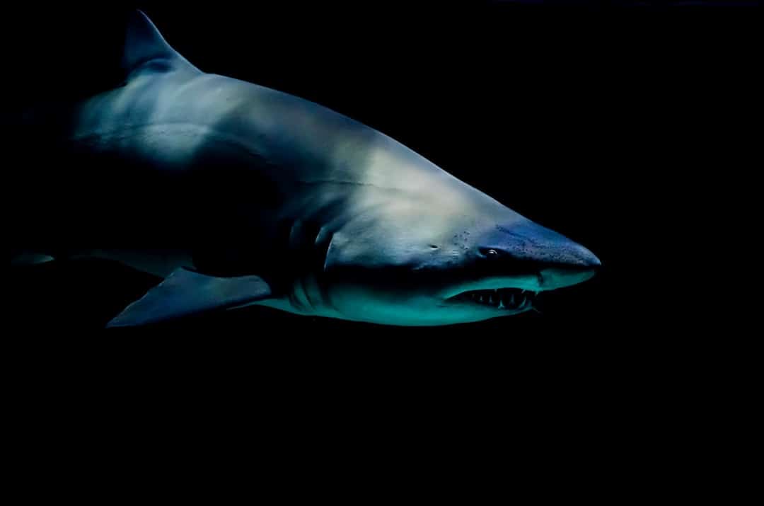 Shark Cage Diving Adventure Activities In Australia