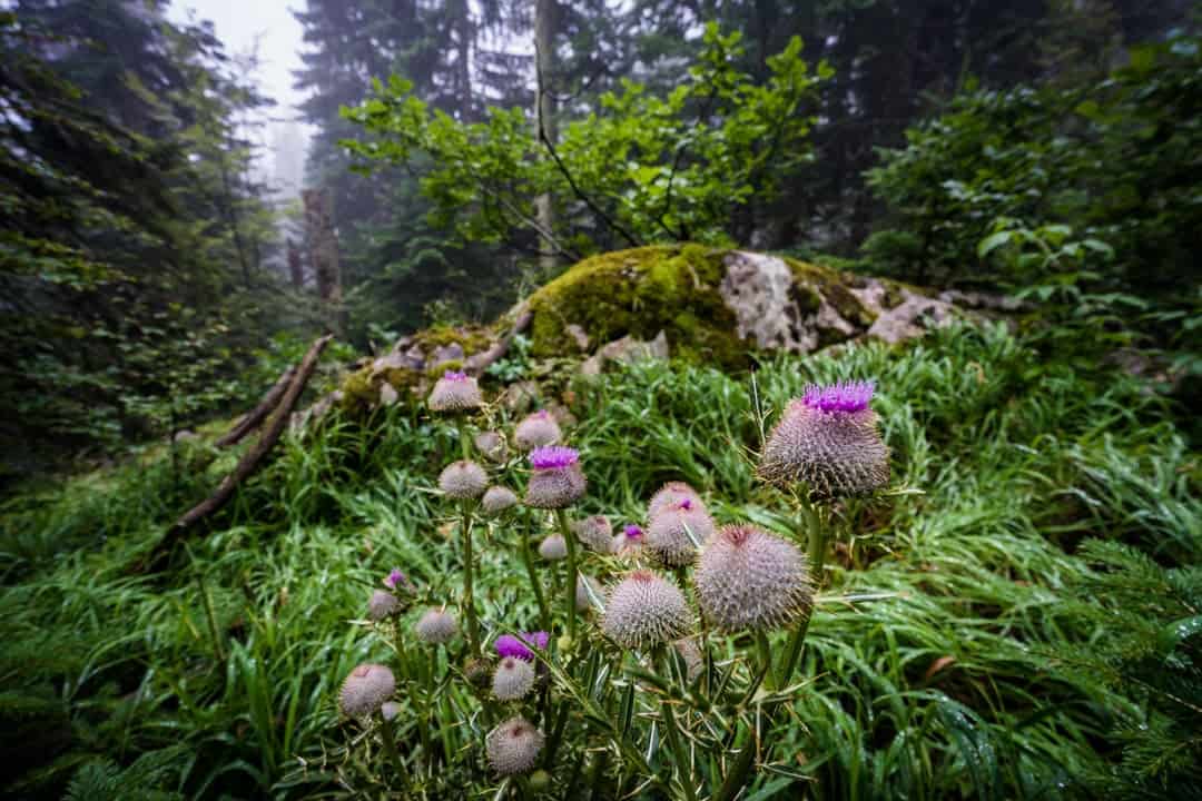 Flowers Durmitor National Park Montenegro