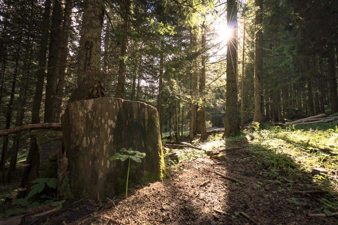 Pine Forest Durmitor National Park Montenegro