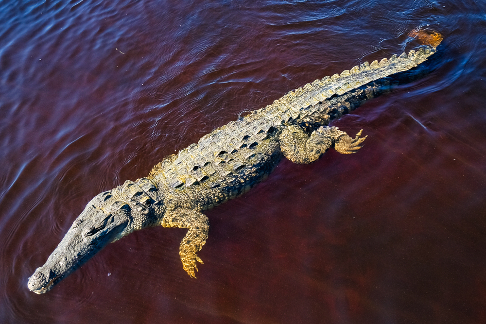 A crocodile in Río Lagartos