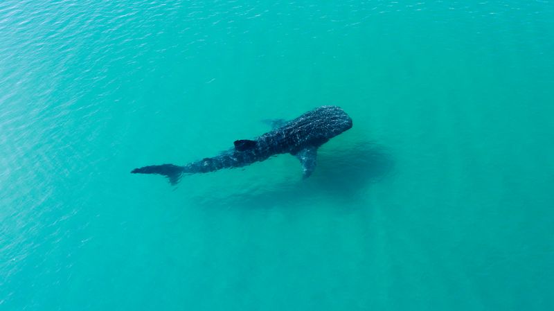 Whale Shark Holbox Island Mexico