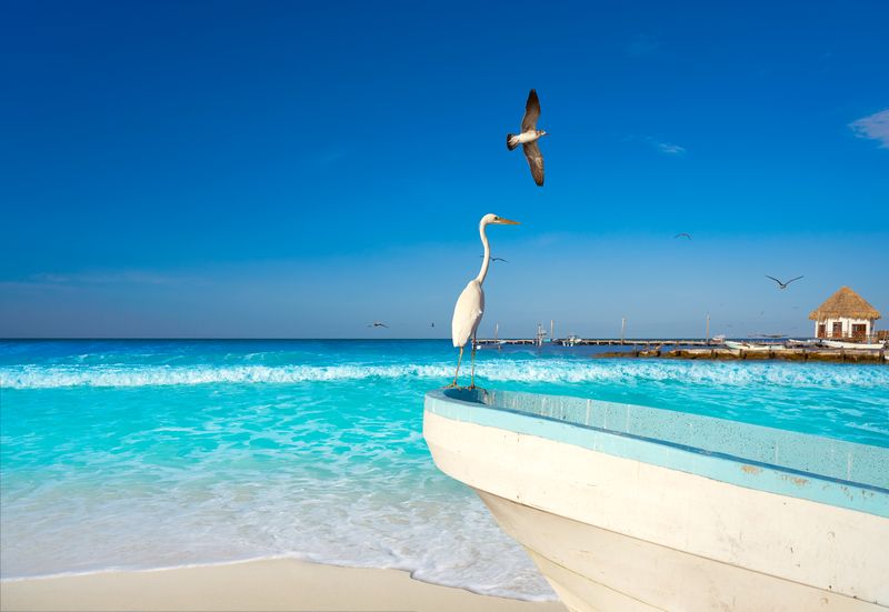 Pelican on a boat on the beach on Holbox Island Mexico