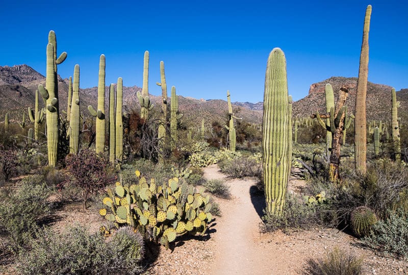 saguaro cactus alongside a path in Sabino Canyon,